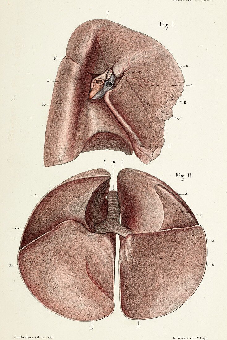 Internal and lower left lung surfaces, 1866 illustrations