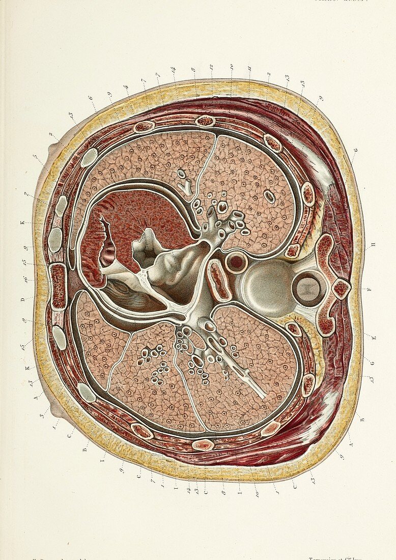 Heart and lungs in chest cross-section, 1866 illustration