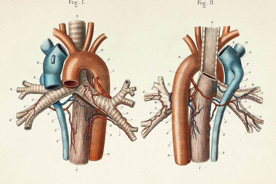 Pulmonary blood vessels anatomy, 1866 illustrations