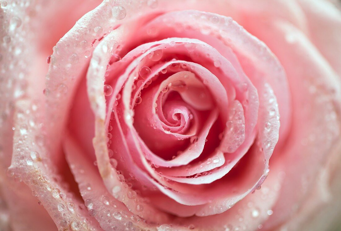 Rosa 'Pink Heaven'