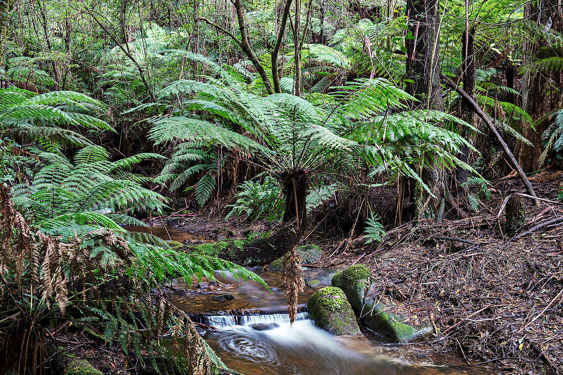Rainforest stream, Australia