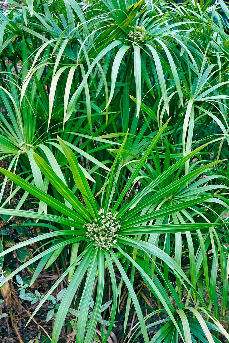 Umbrella plant (Cyperus alternifolius)