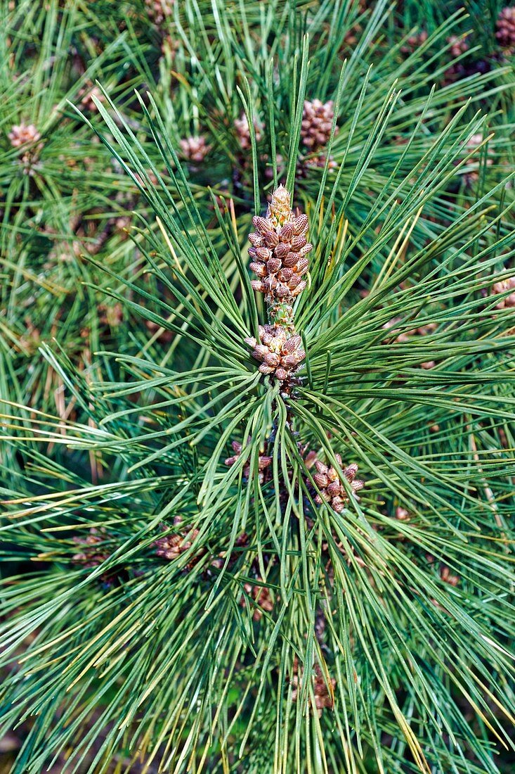 Ponderosa pine (Pinus ponderosa) pollen cones