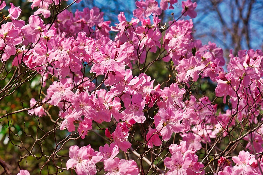 Royal azalea tree (Rhododendron schlippenbachii) in blossom