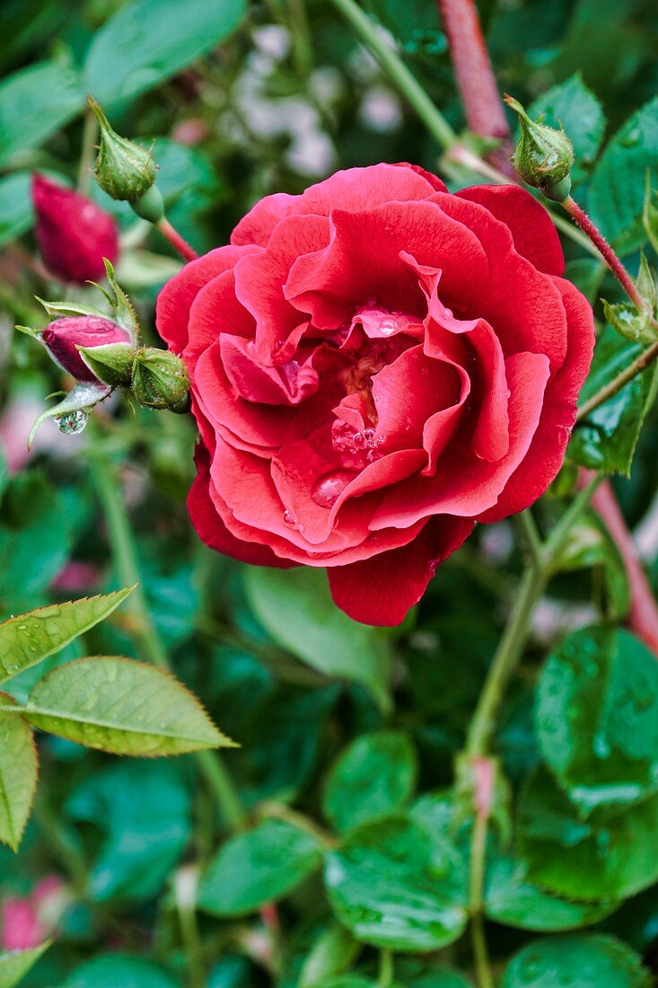 Hybrid rose (Rosa sp.) flower