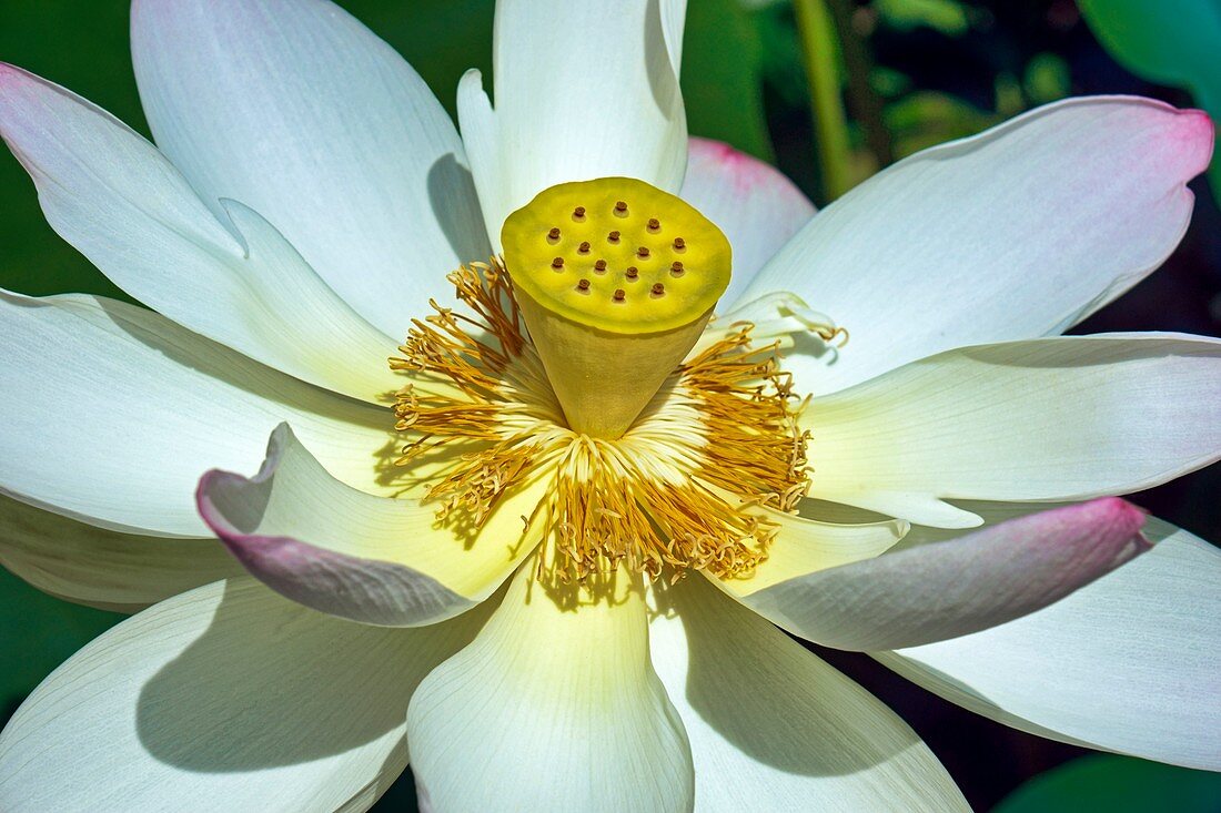 Sacred lotus (Nelumbo nucifera) flowers