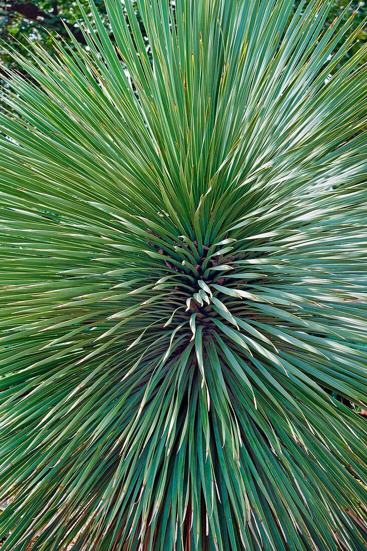 Beaked yucca plant (Yucca rostrata)