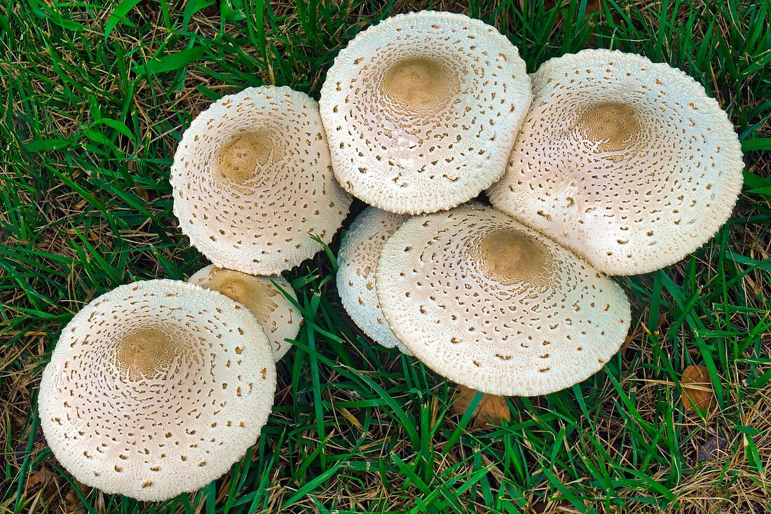 False parasol mushrooms