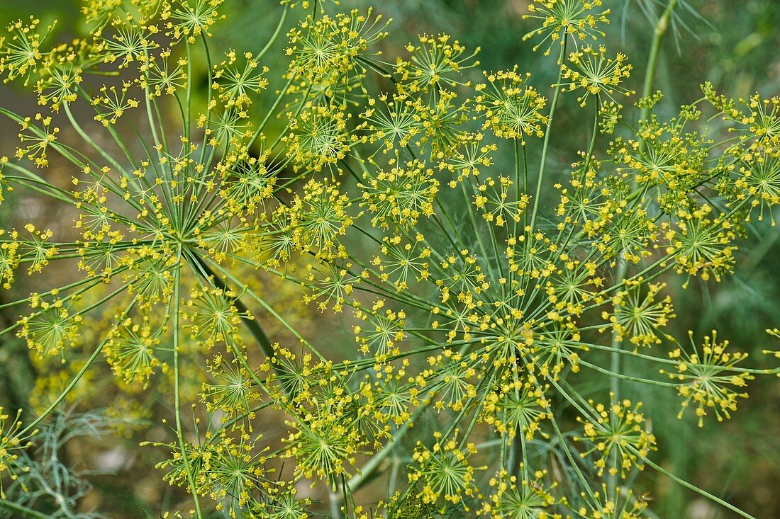 Dill (Anethum graveolens) in blossom