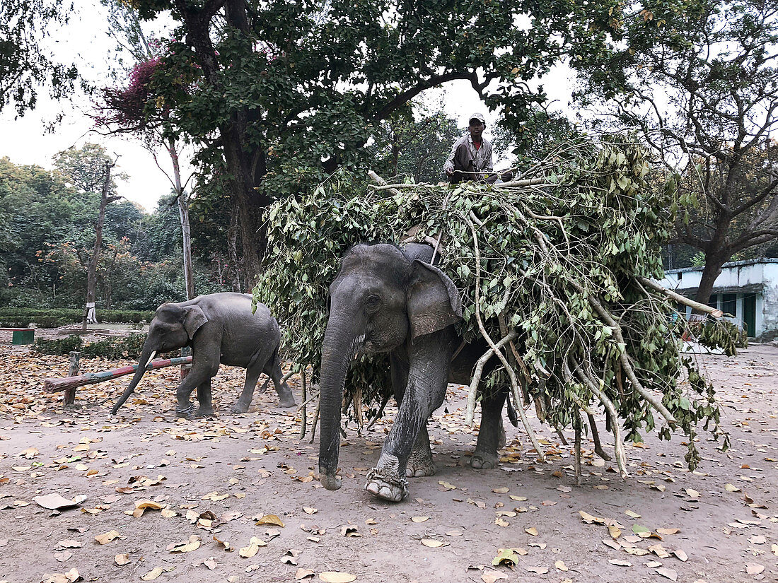 Asian elephant carrying branches