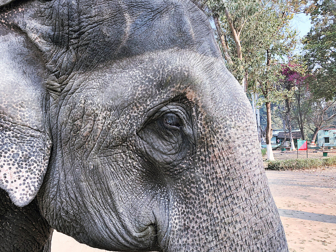 Asian elephant head