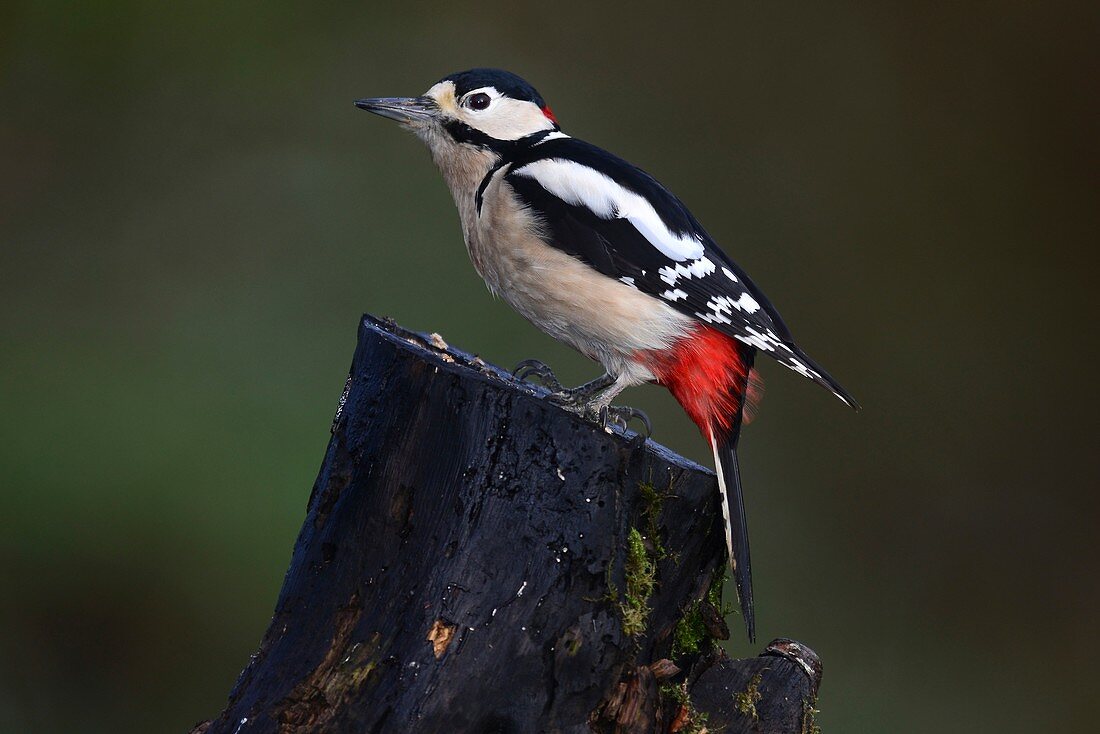 Great spotted woodpecker