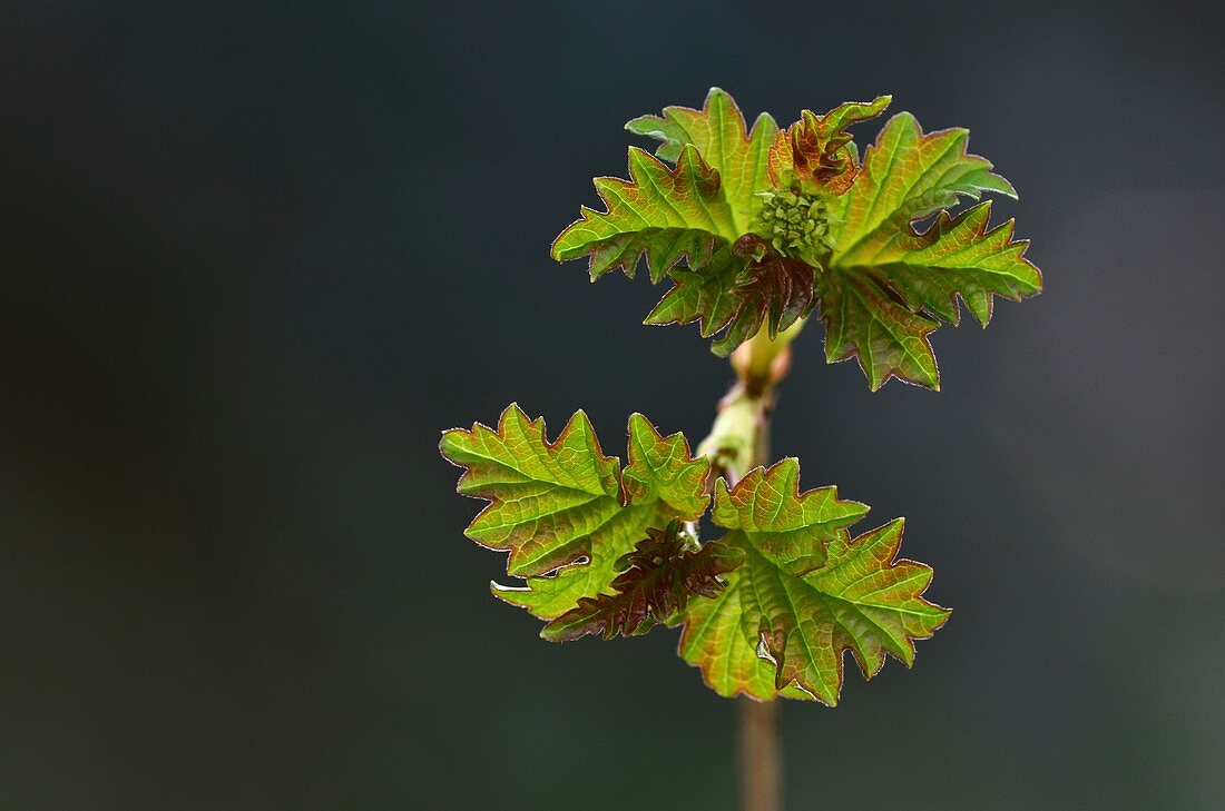 Guelder rose (Viburnum opulus) foliage