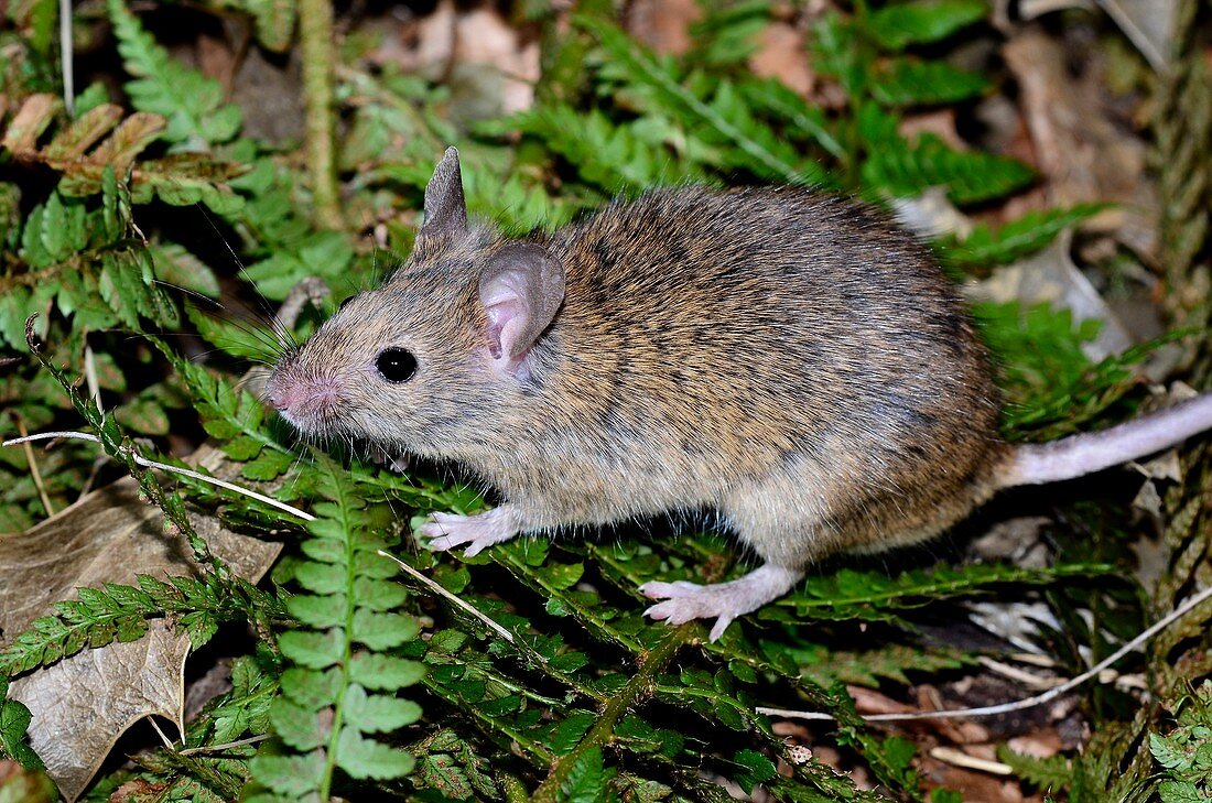 House mouse