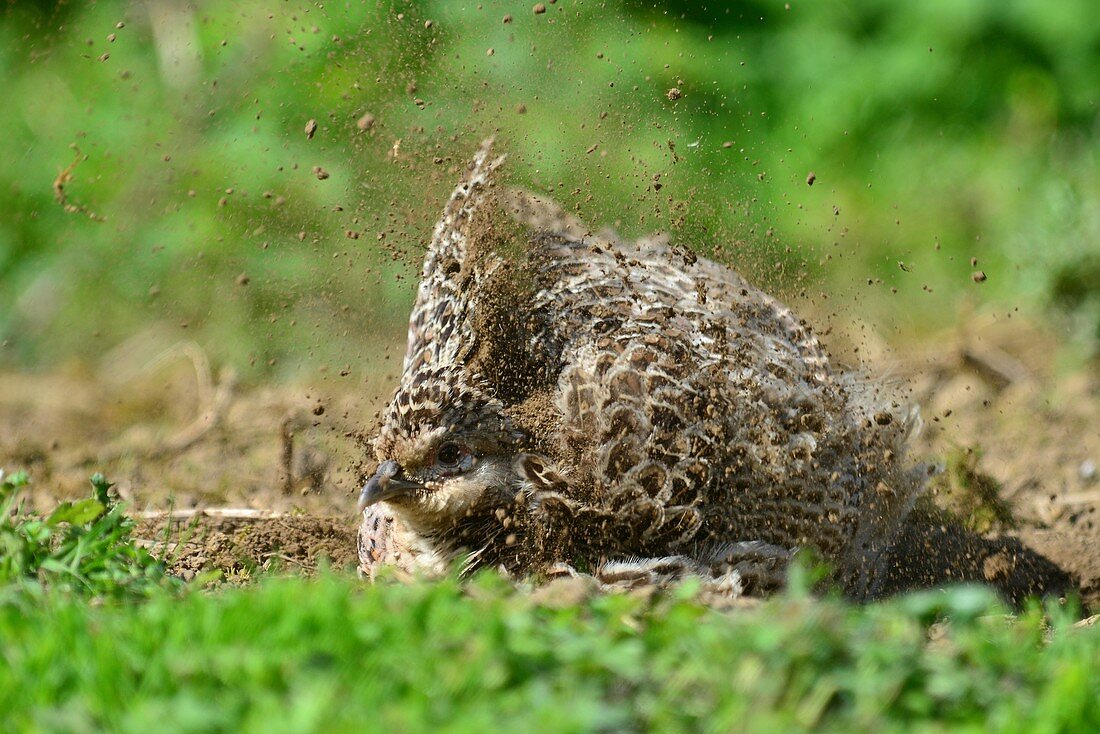 Common pheasant dust bathing