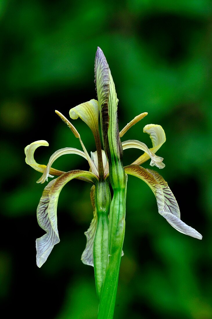Stinking iris (Iris foetidissima) flower