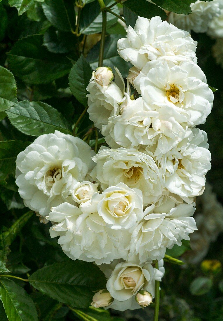 Climbing rose (Rosa 'Winchester') flowers