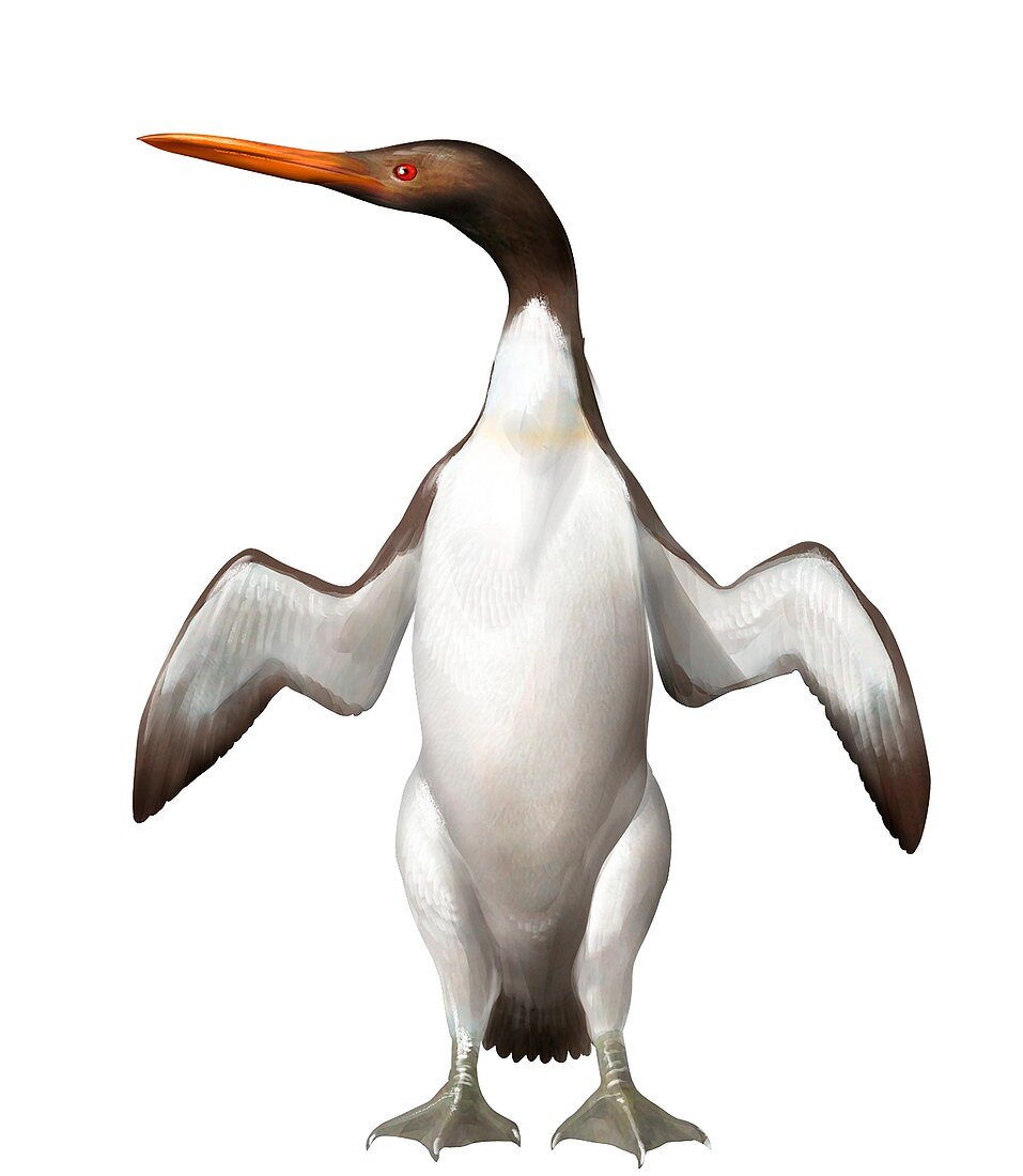 Waimanu manneringi, extinct penguin, illustration