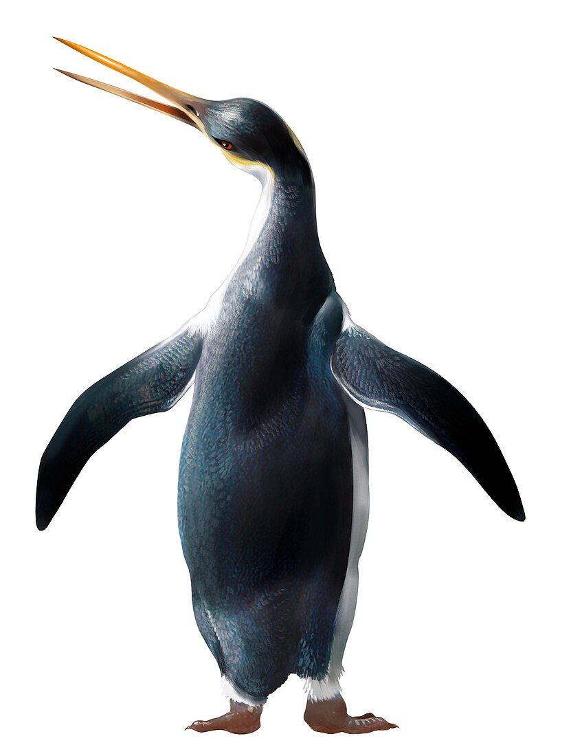 Kairuku waitaki, extinct penguin, illustration