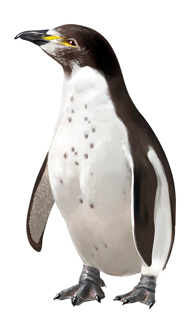 Inguza predemersus, extinct penguin, illustration