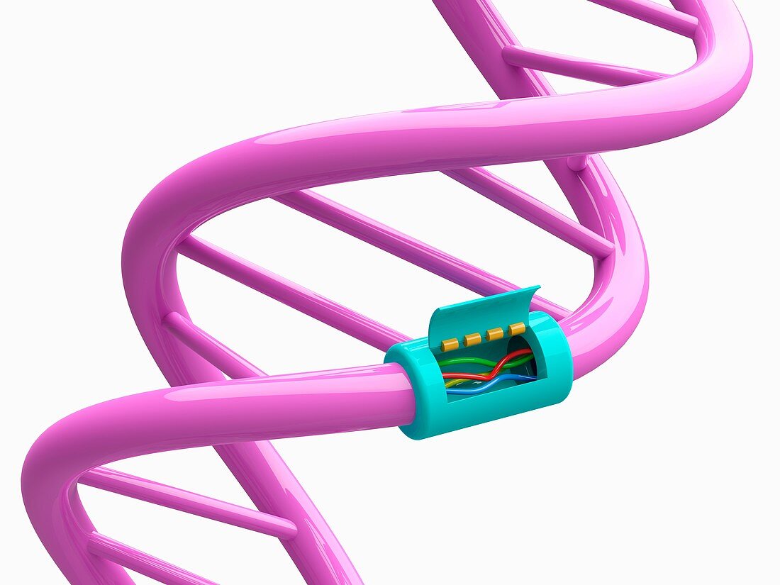DNA maintenance, illustration