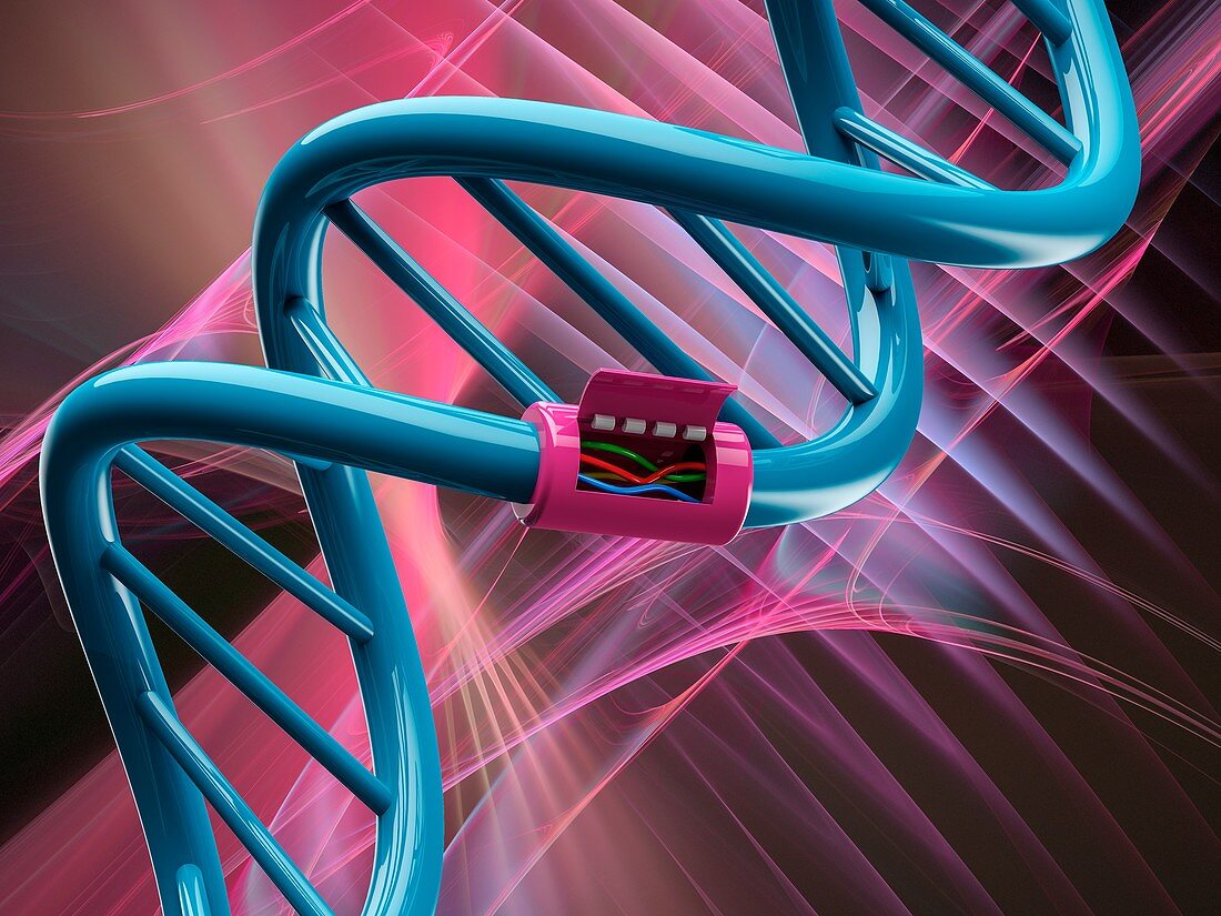 DNA maintenance, illustration