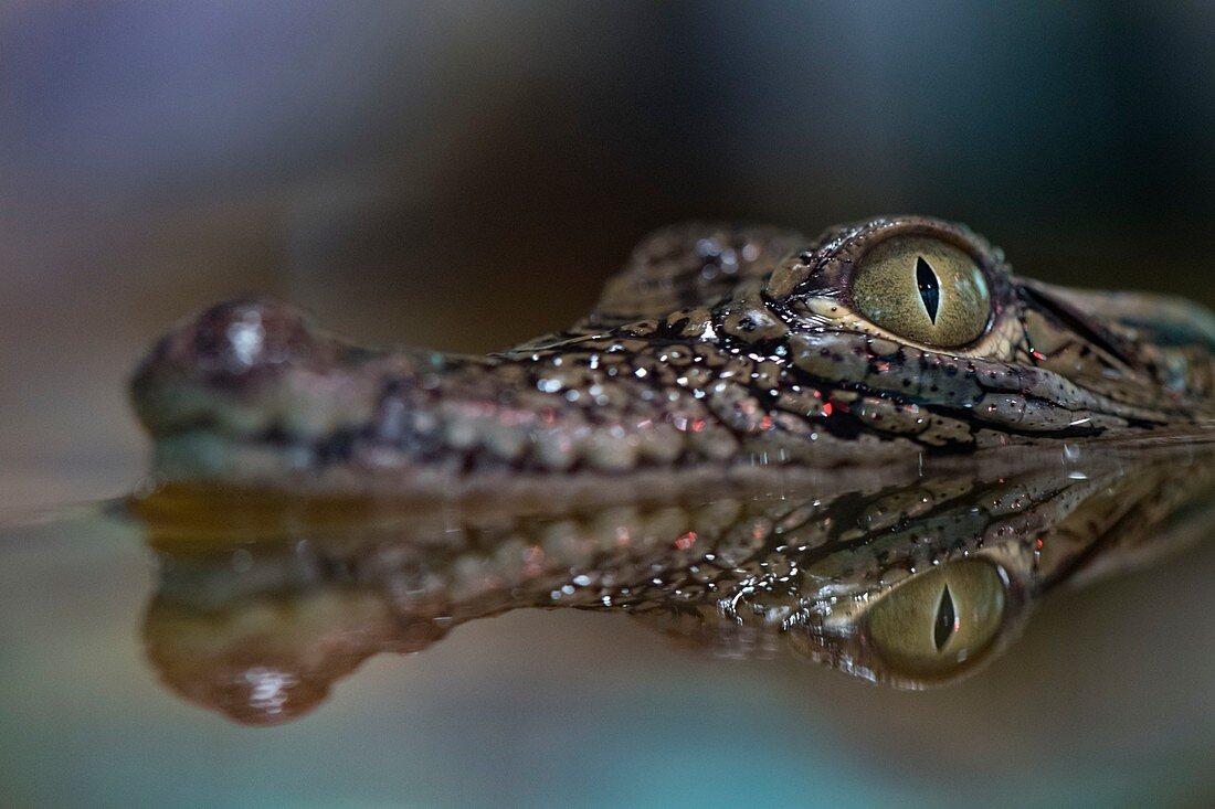 Young nile crocodile portrait