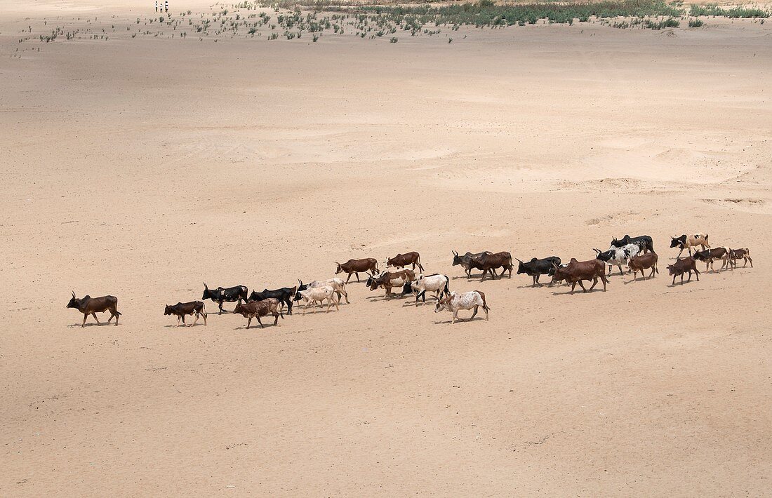 Herd of Zebu cattle on their way to water