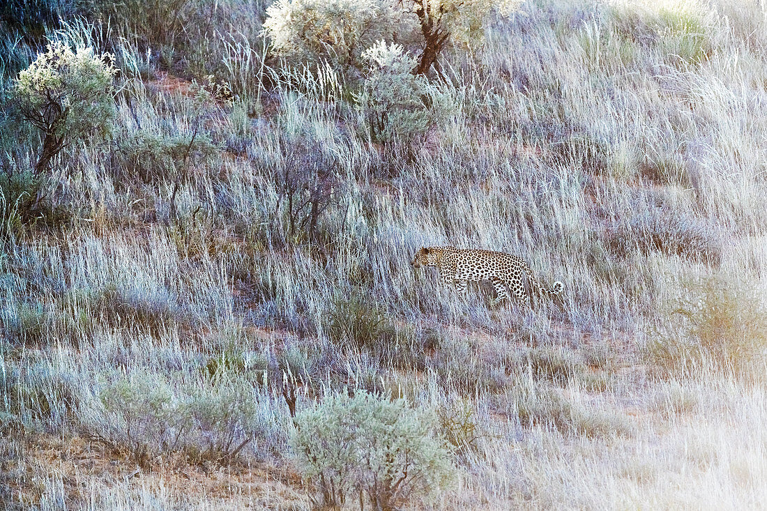 Leopard camouflaged in grasses