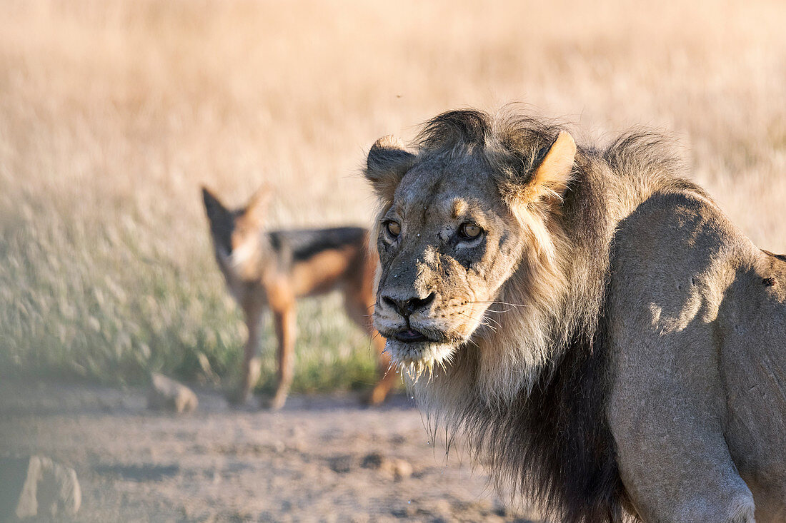 Male lion and jackal