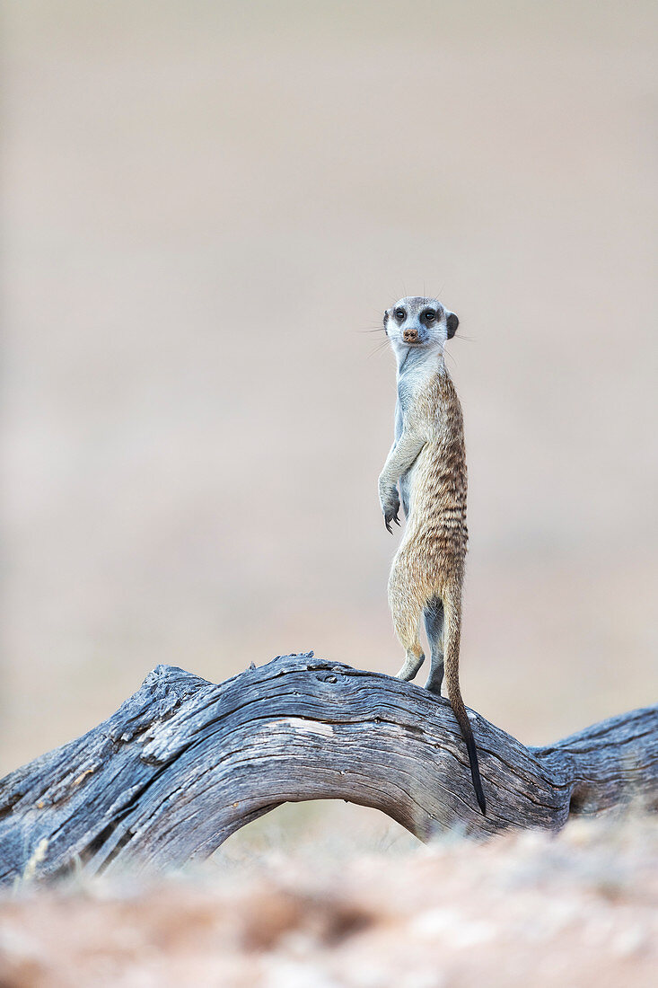 Meerkat keeping watch