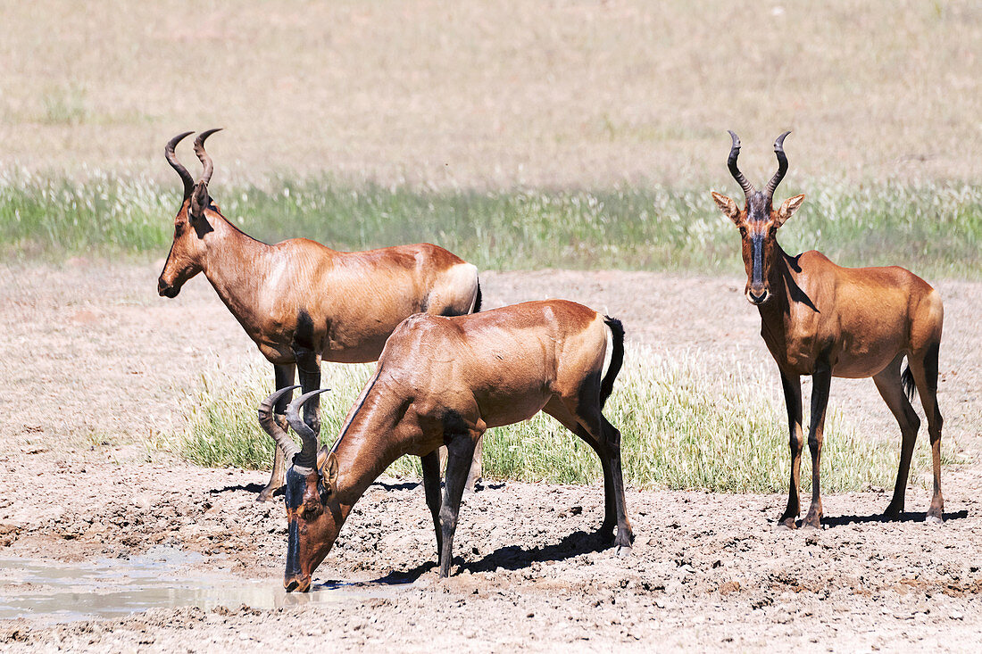 Red hartebeest at a water hole