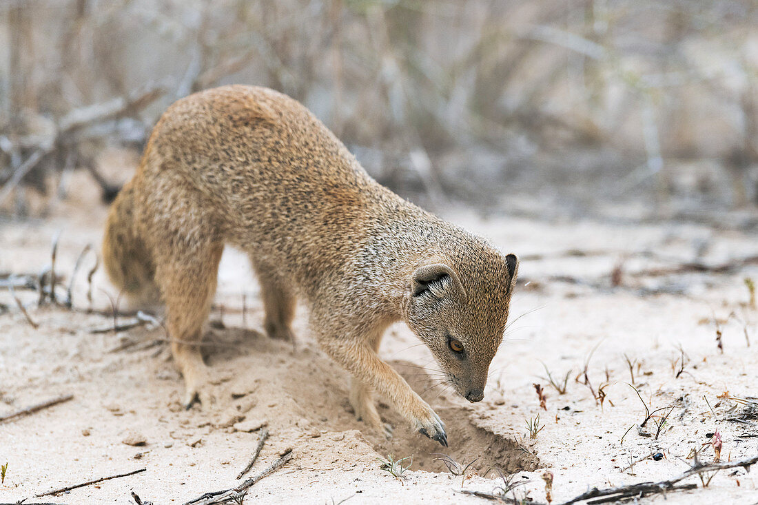 Yellow mongoose digging in sand