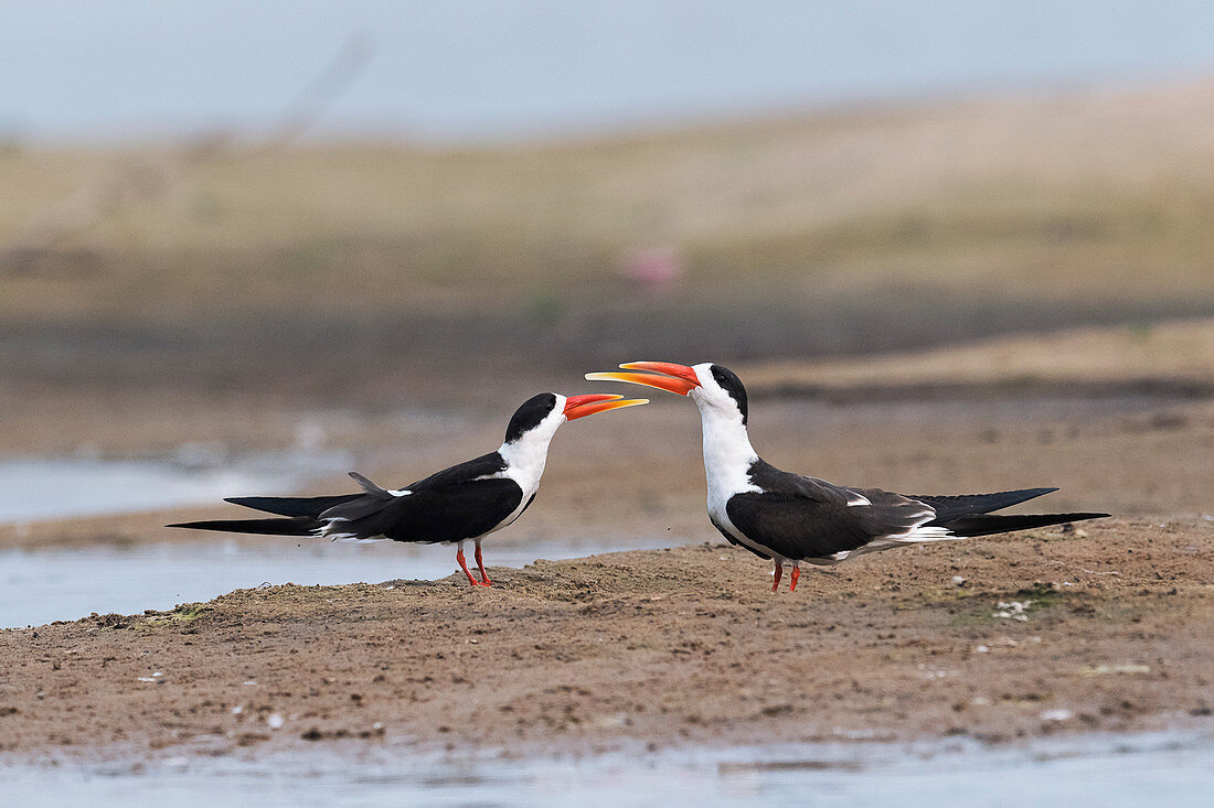 Indian skimmers, India