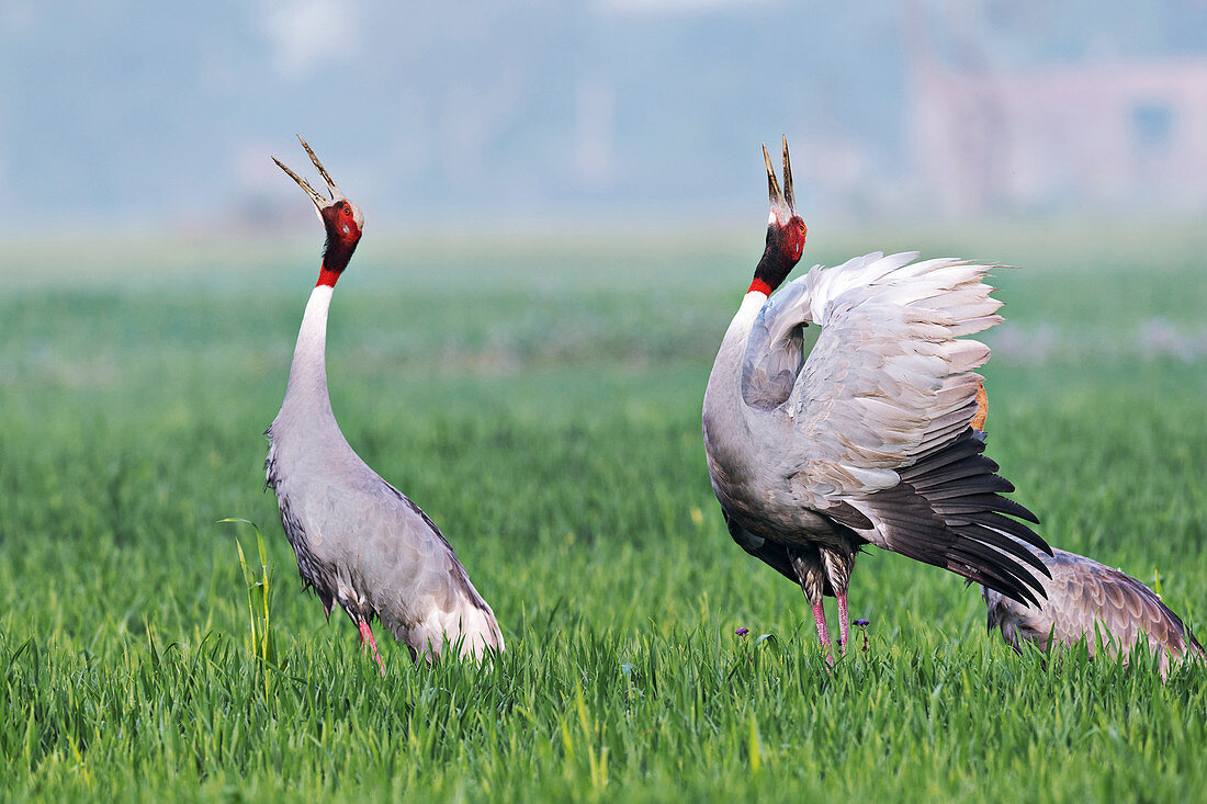 Sarus cranes displaying, India