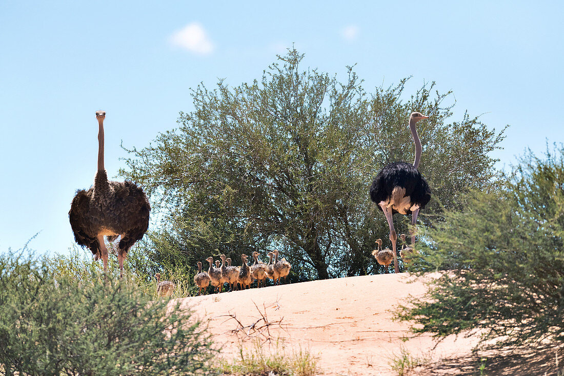 Ostriches with chicks