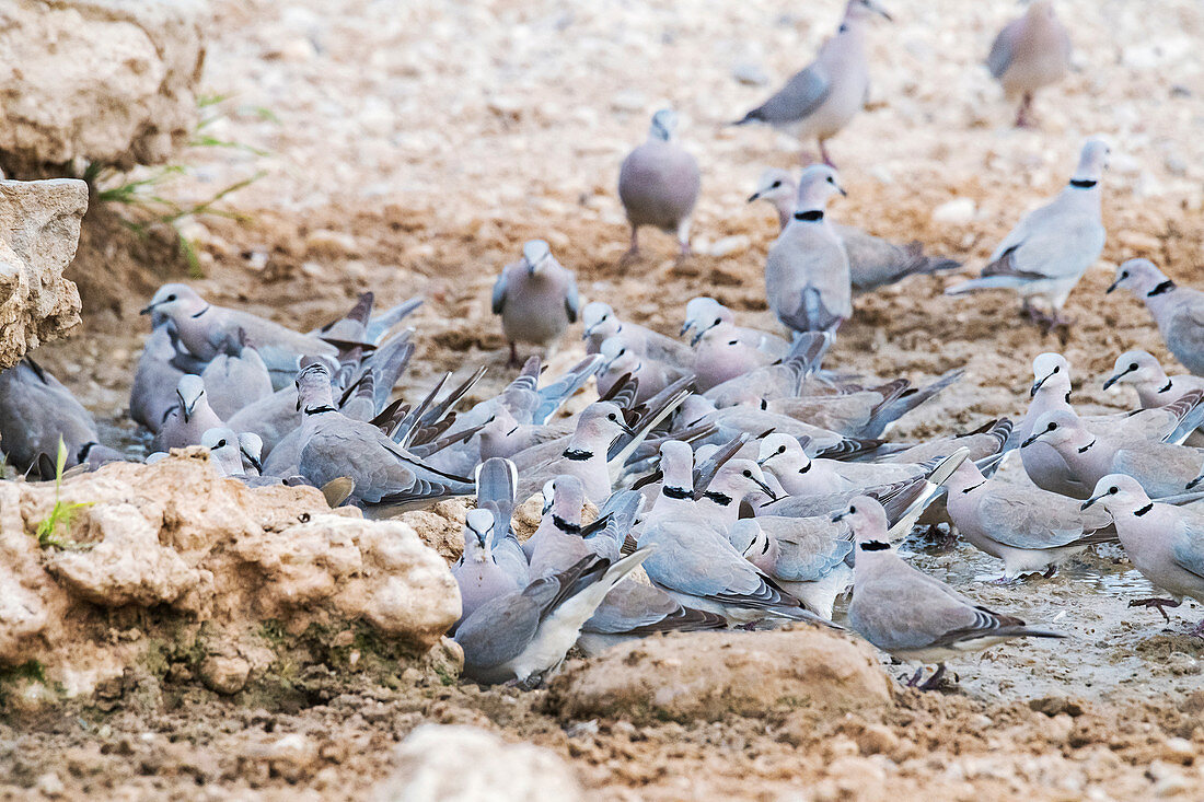 Cape turtle doves drinking water