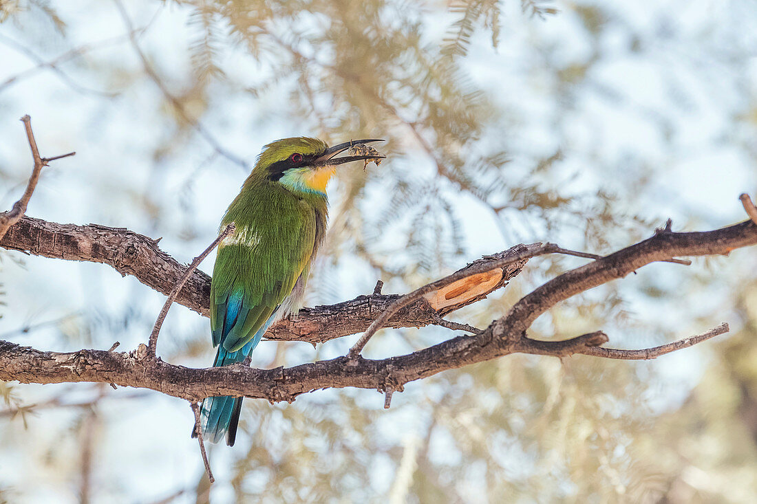 Swallow-tailed bee-eater with its insect prey