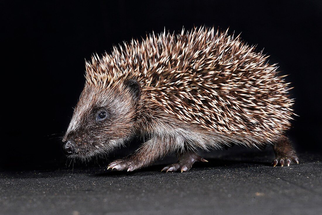 Infant hedgehog