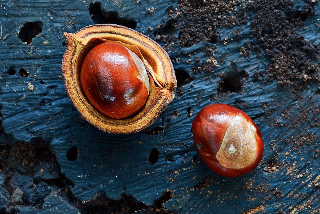 Horse chestnuts (Aesculus hippocastanum)