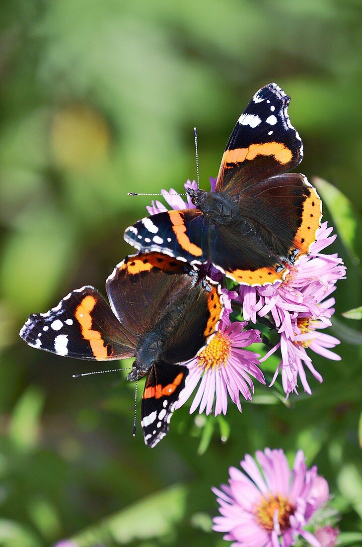 Red admiral butterflies