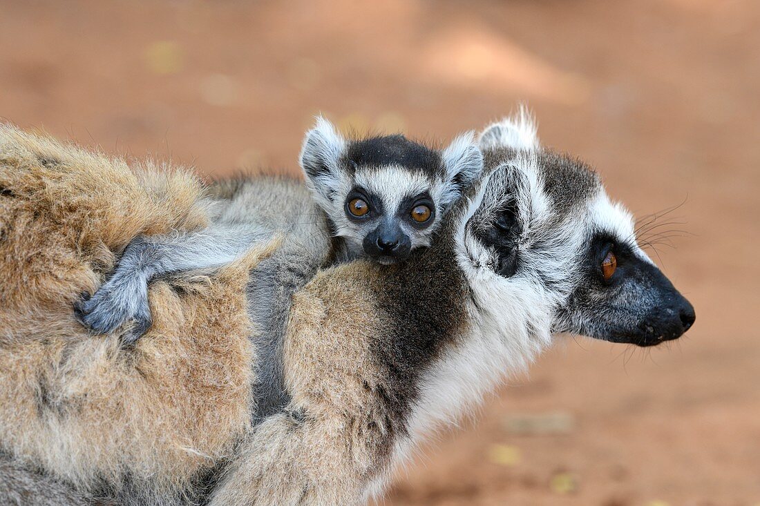 Female ring-tailed lemur with pup