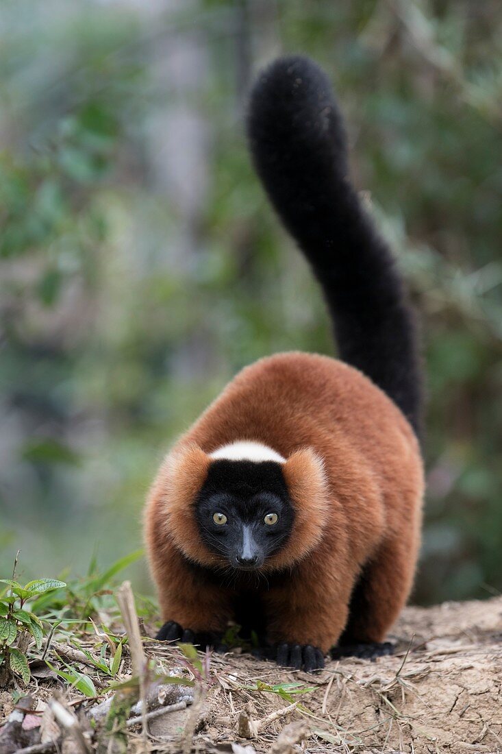 Adult red-ruffed lemur