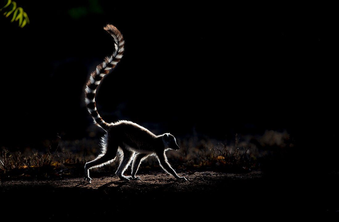 Ring-tailed lemur silhouette