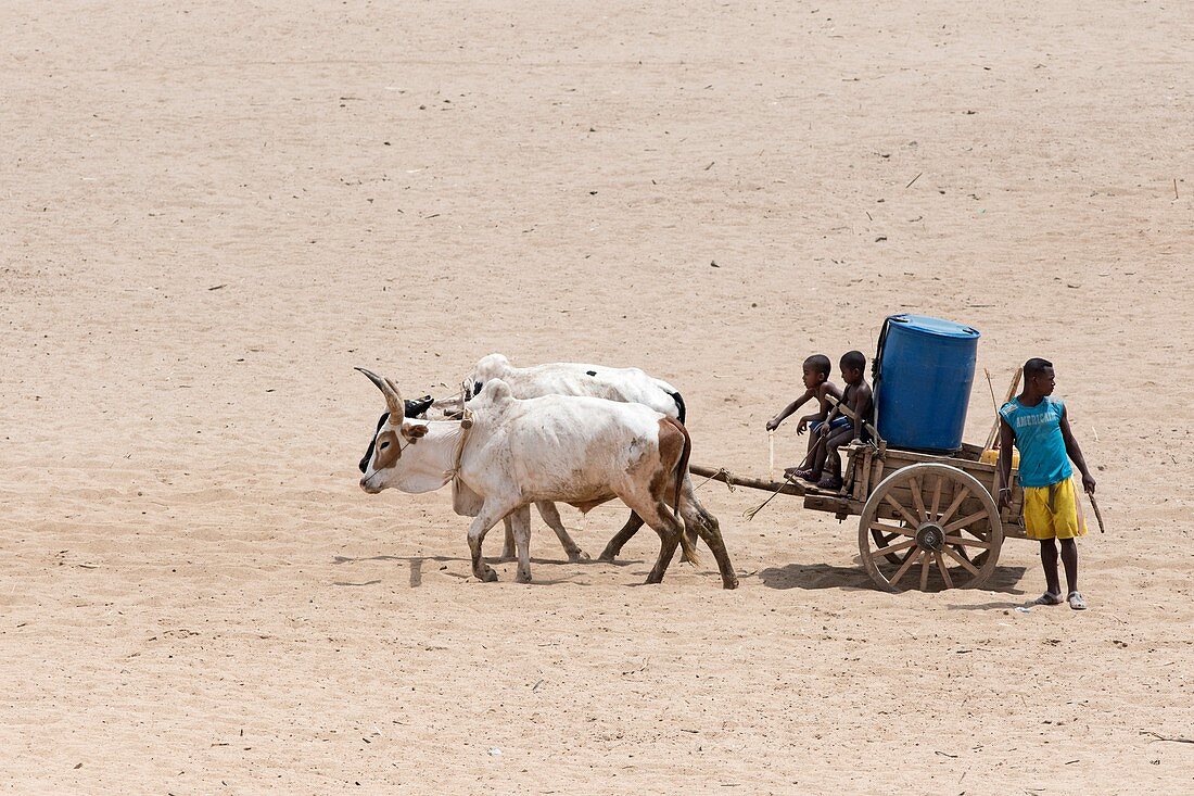 Water collection in arid Madagascar