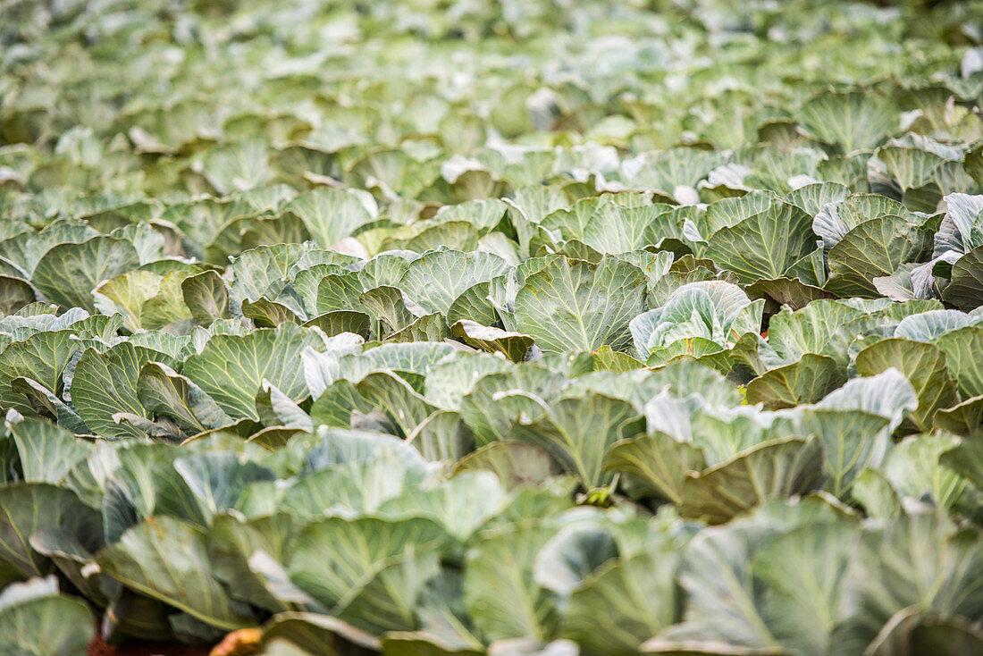 Cabbage patch, Swaziland
