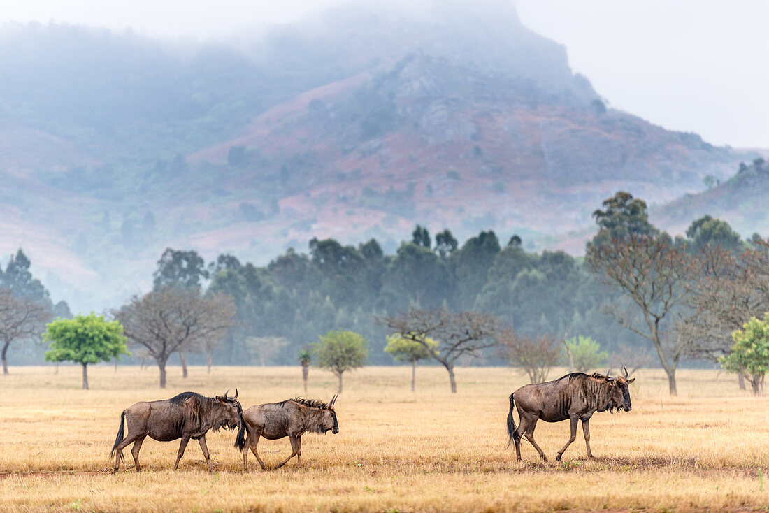 Wildebeest, Mlilwane Wildlife Sanctuary, Swaziland