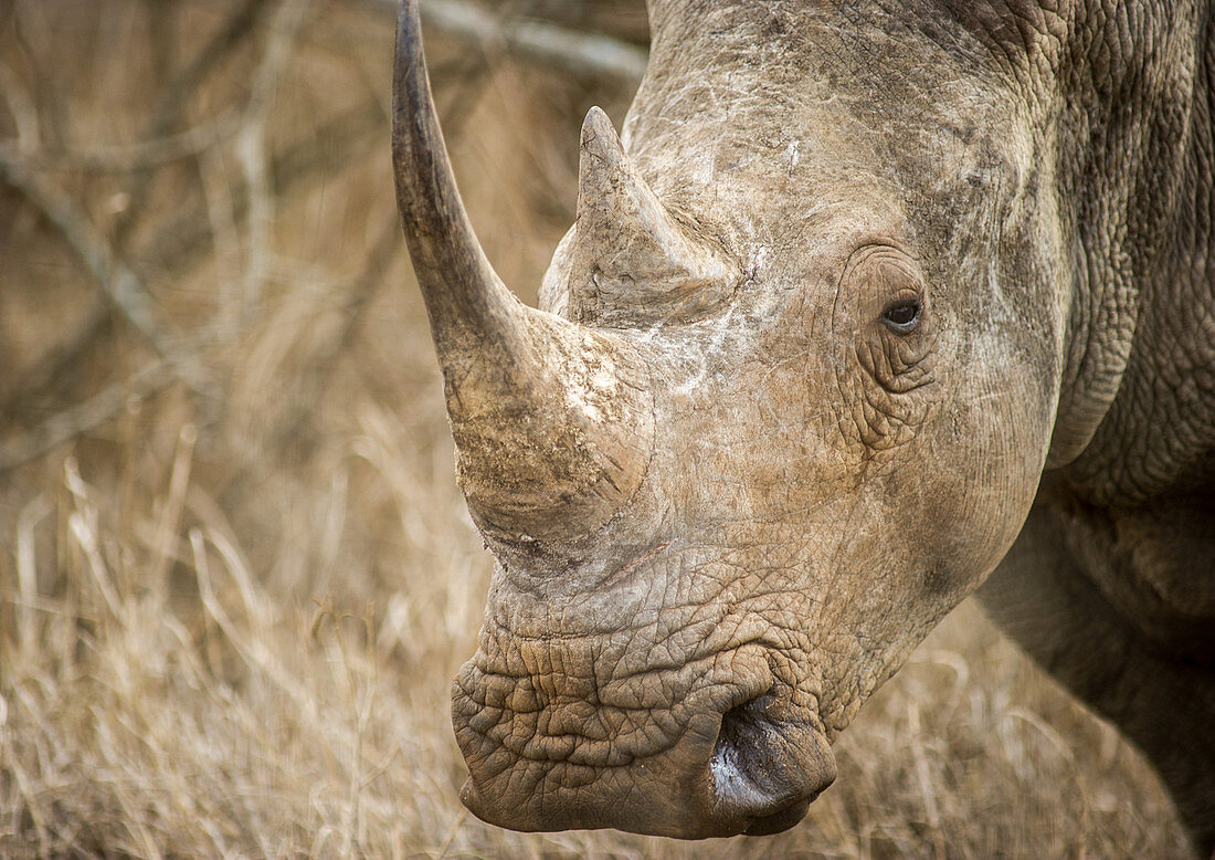 Rhinoceros at Hlane Royal Game Preserve, Swaziland