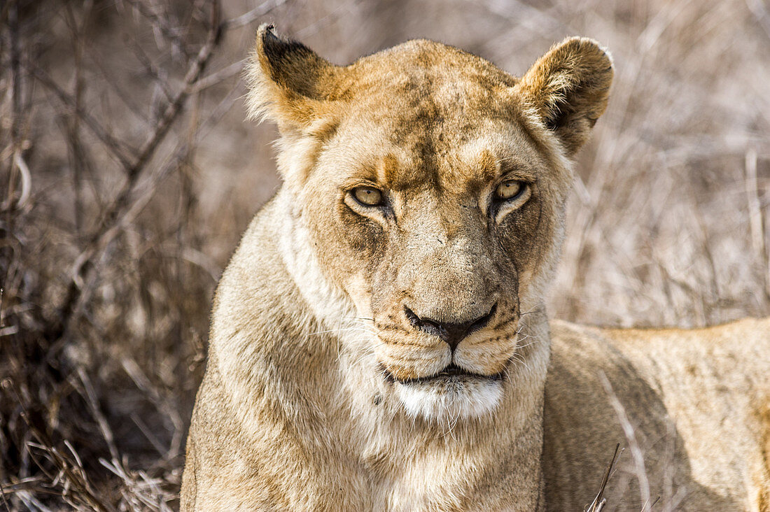 Female lion at Hlane Royal Game Preserve, Swaziland