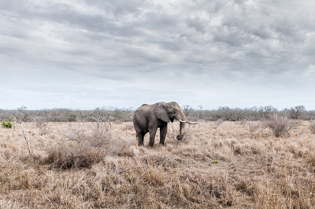 African Elephant walking through Hlane Park, Swaziland